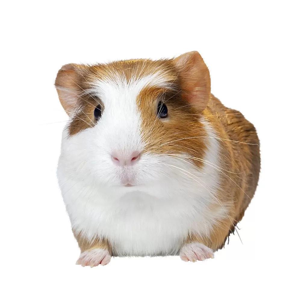 Live Small Pet<null Guinea Pig