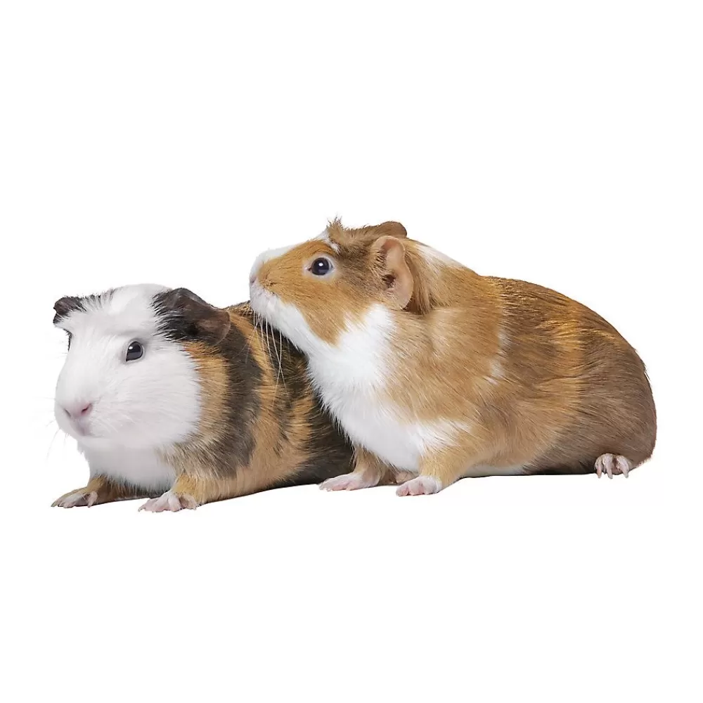 Live Small Pet<null Guinea Pig