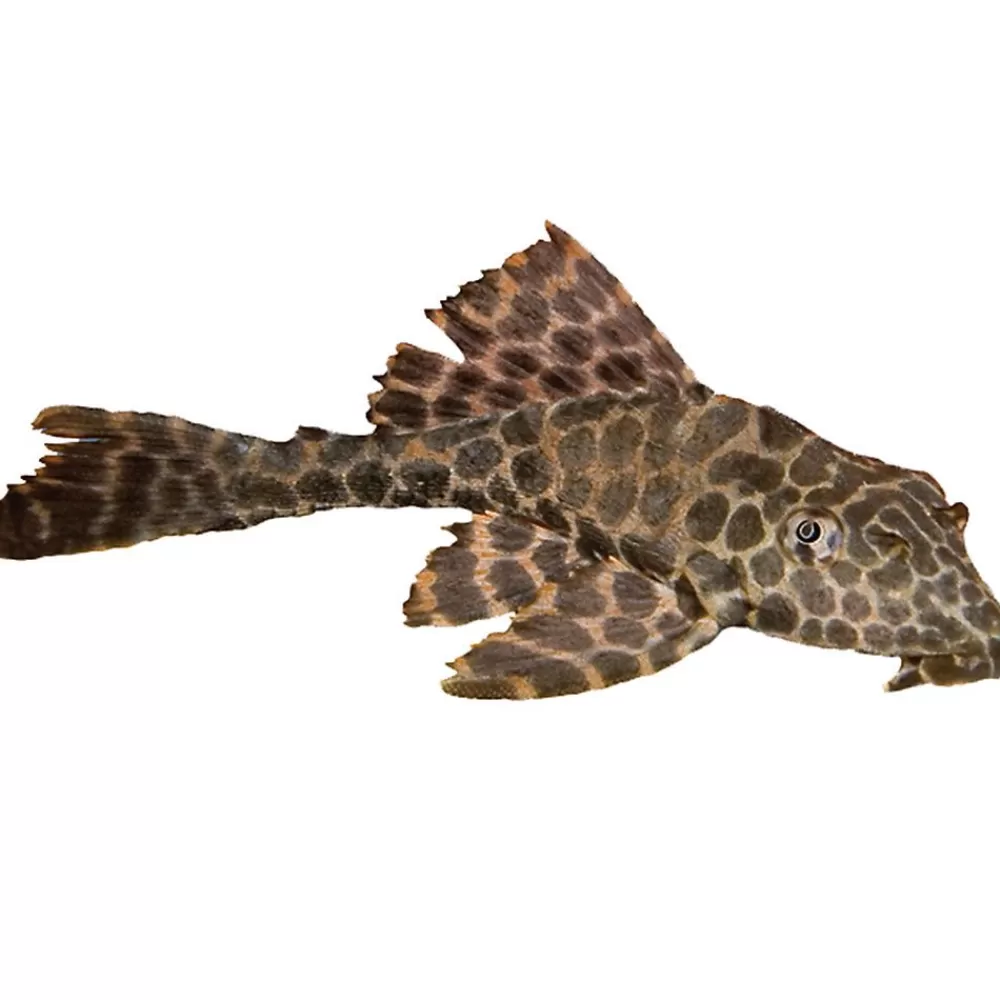 Live Fish<null High Fin Spotted Plecostomus