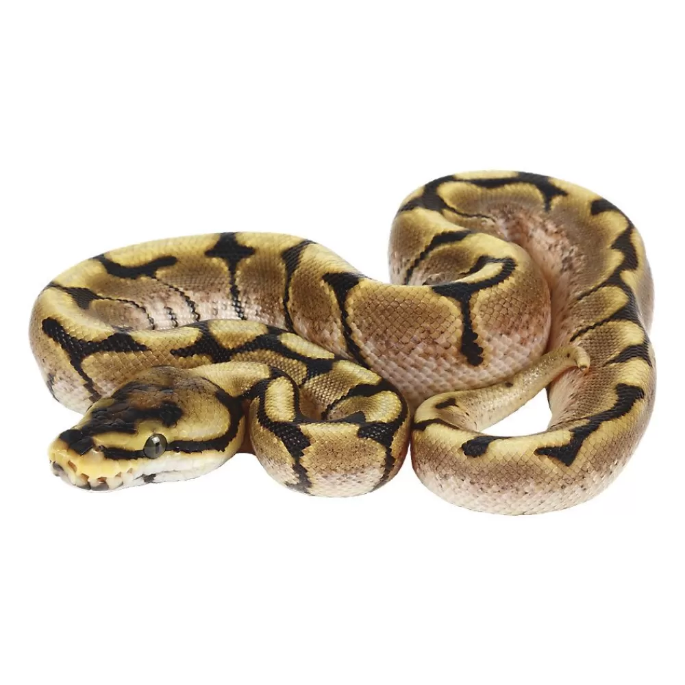 Live Reptiles<null Juvenile Fancy Ball Python