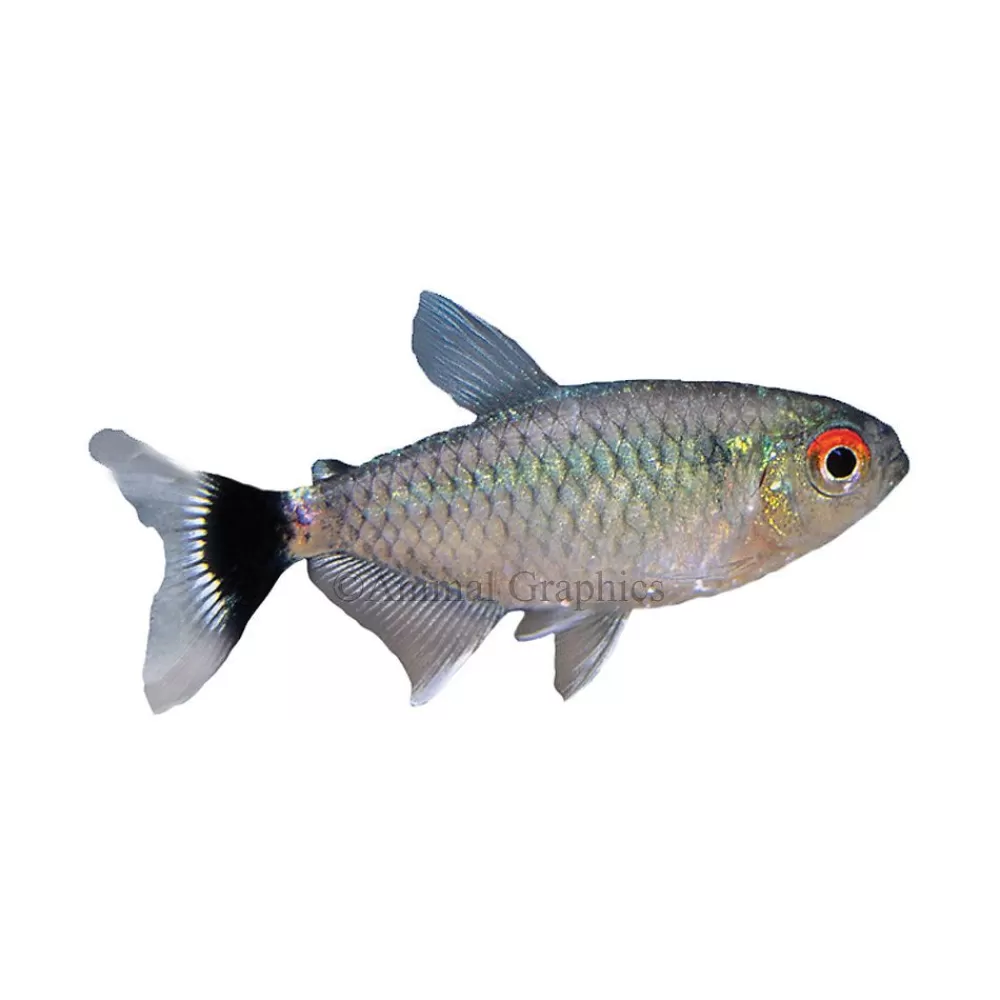 Live Fish<null Lamp Eye Tetra