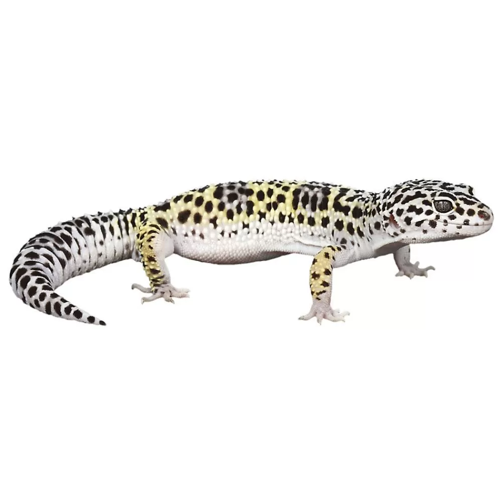 Live Reptiles<null Leopard Gecko