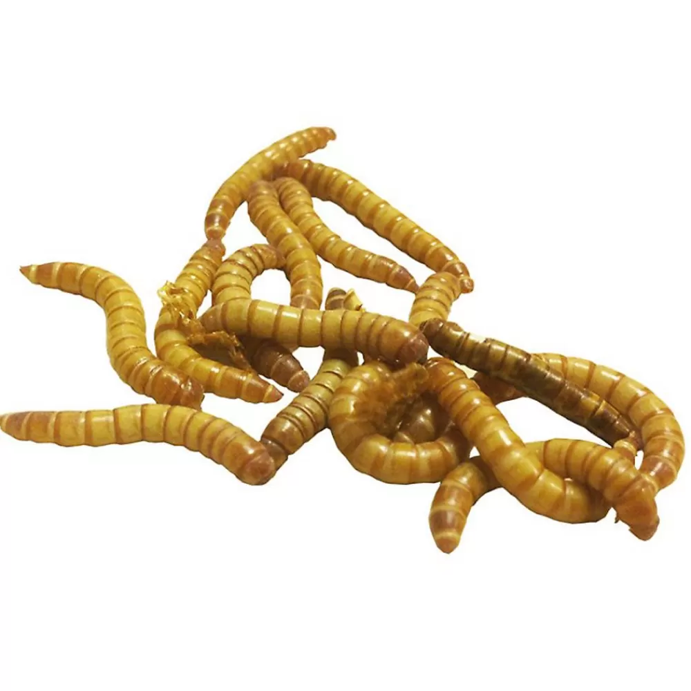 Chameleon<PetSmart Live Giant Mealworms - 35 Count Cup
