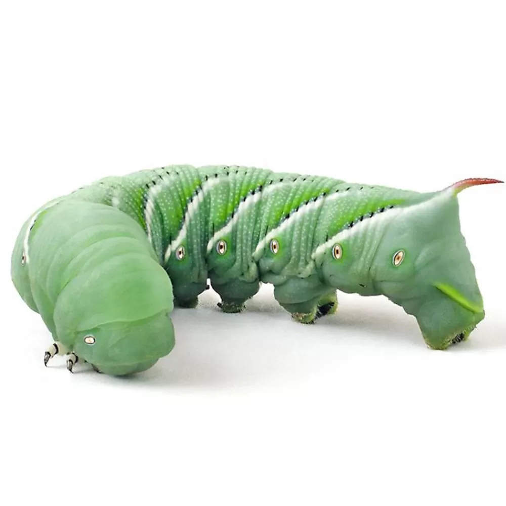 Bearded Dragon<PetSmart Live Hornworms - 4 Count Cup