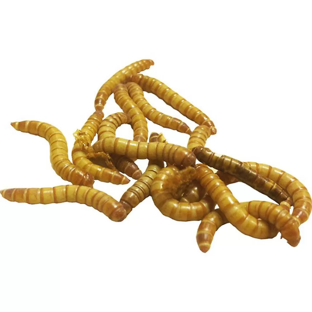 Food<PetSmart Live Regular Mealworms