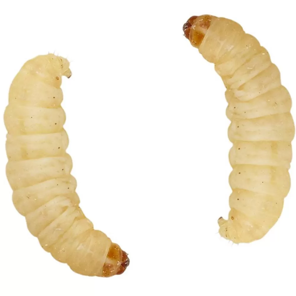 Food<PetSmart Live Waxworms