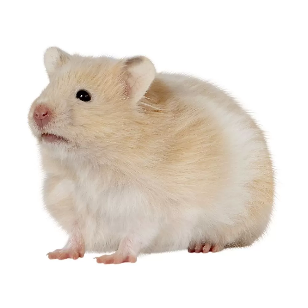 Live Small Pet<null Long-Haired Hamster