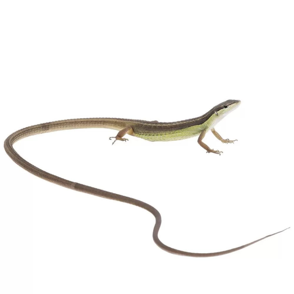 Live Reptiles<null Long-Tailed Lizard