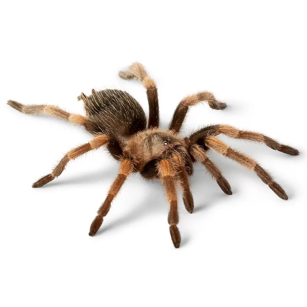 Live Reptiles<null Mexican Red-Knee Tarantula
