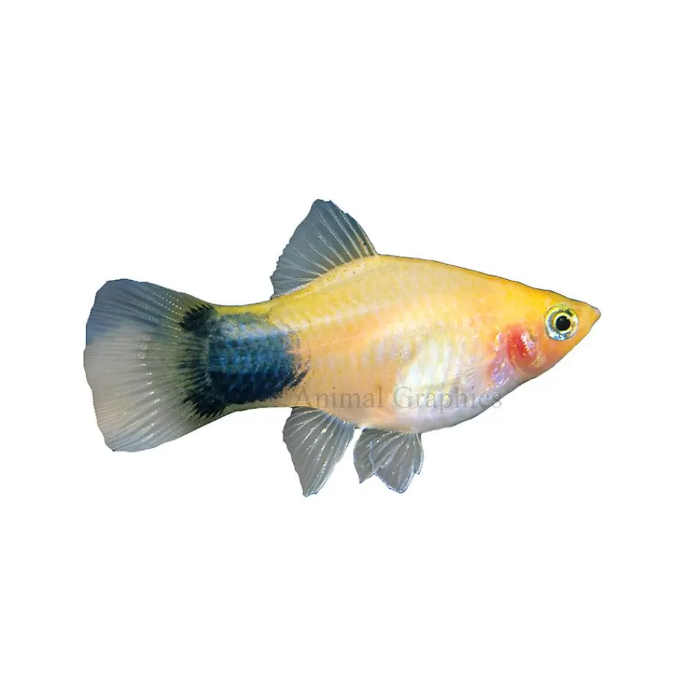 Live Fish<null Mickey Mouse Platy