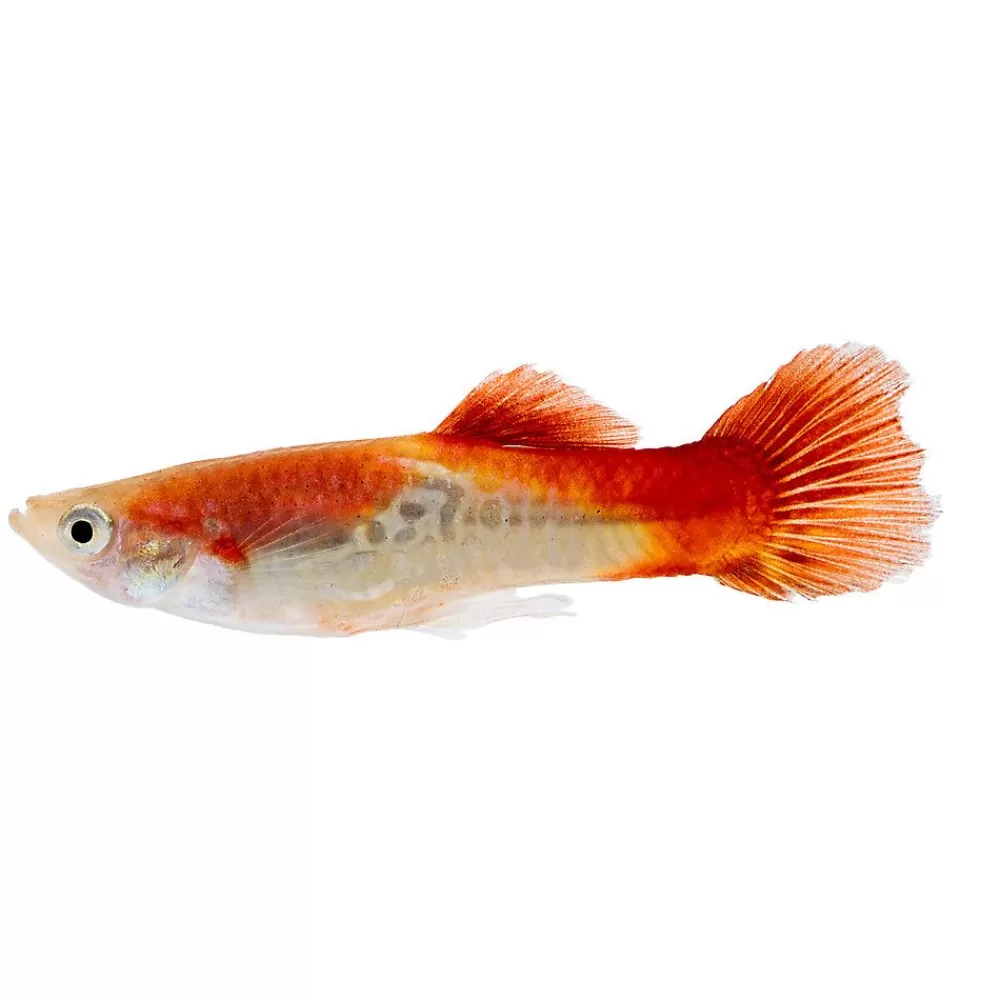 Live Fish<null Mixed Male Cobra Guppy