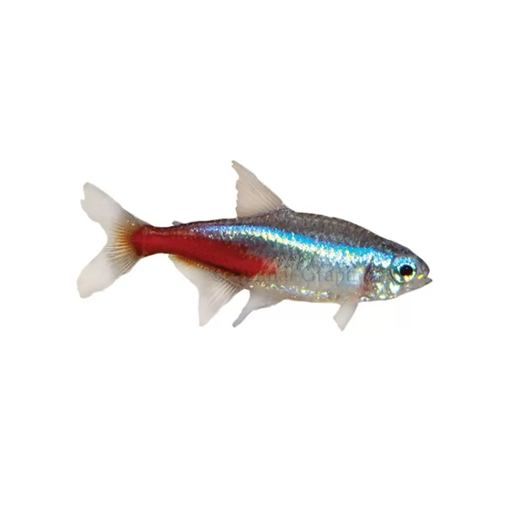 Live Fish<null Neon Tetra