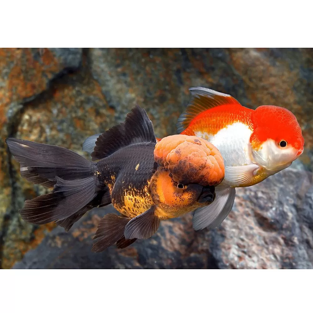 Live Fish<null Oranda Goldfish