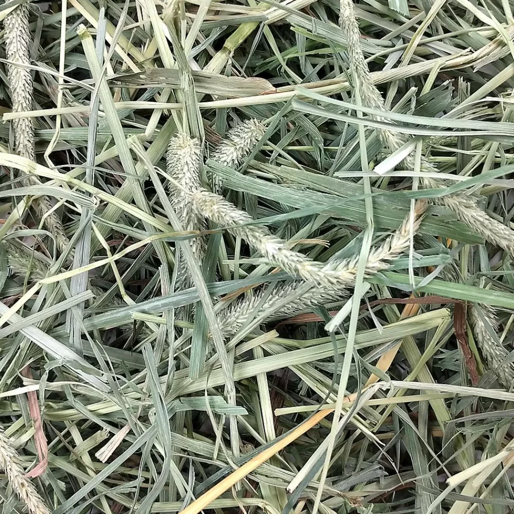 Guinea Pig<Oxbow Western Timothy & Orchard Grass Hay