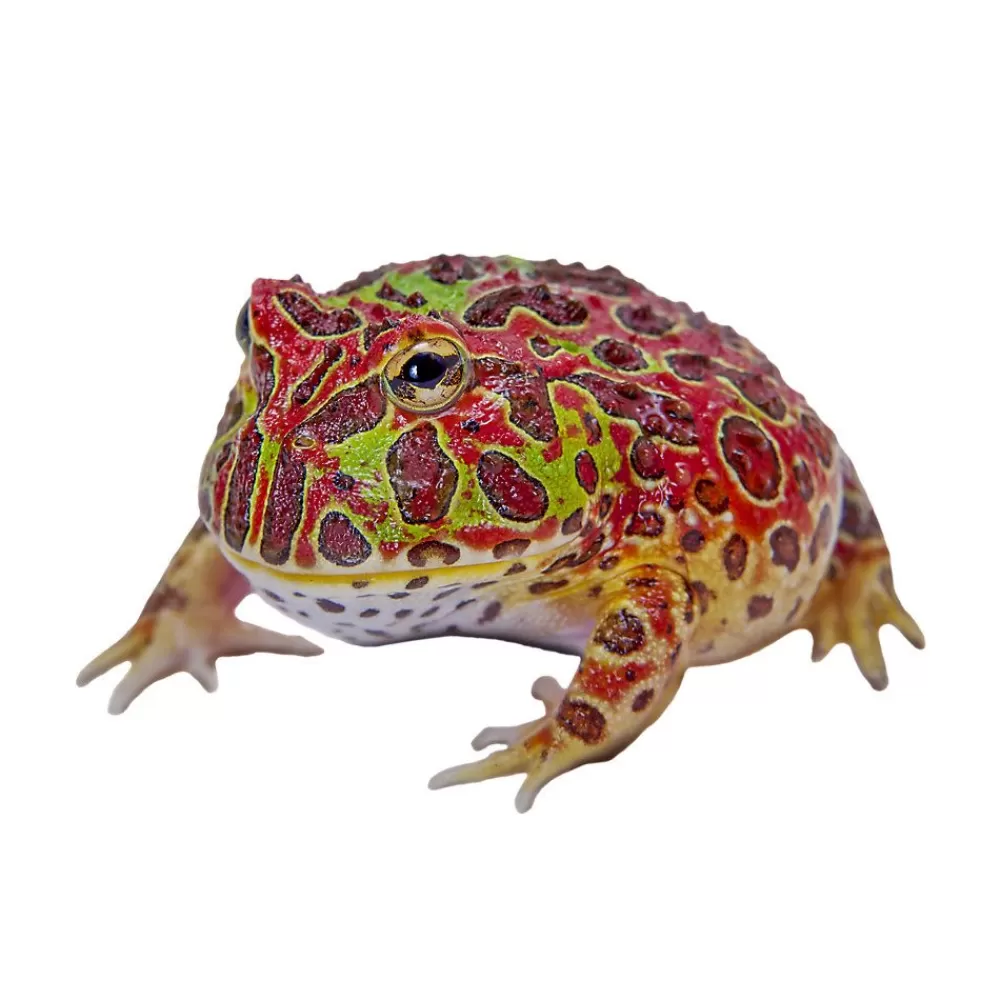 Live Reptiles<null Pacman Frog