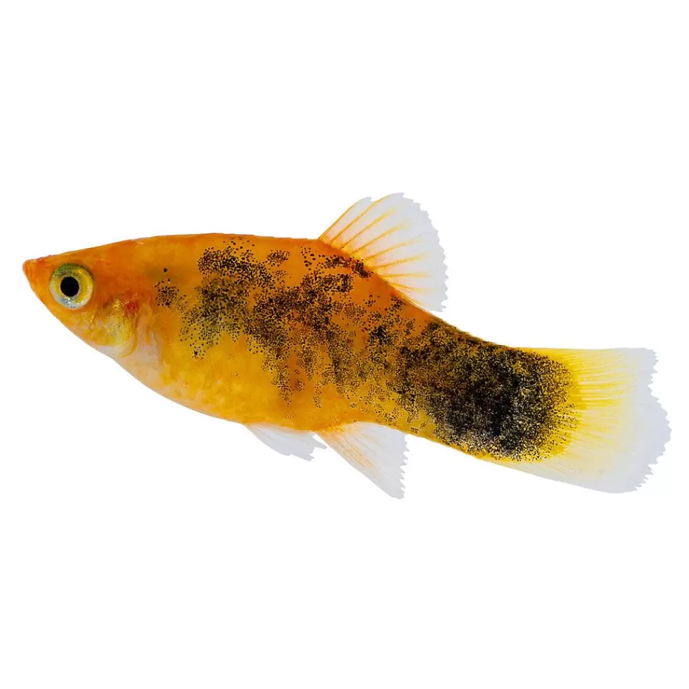 Live Fish<null Painted Platy