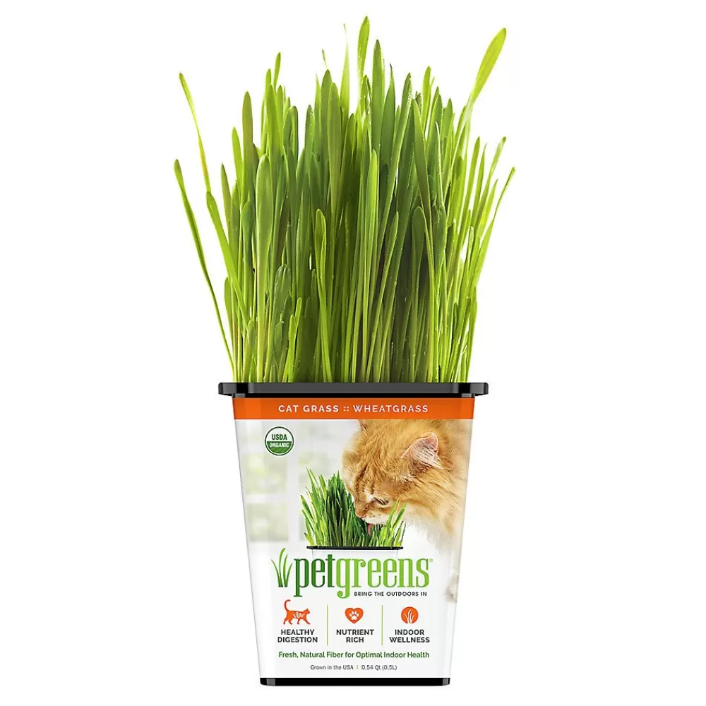 Toys<Pet Greens Wheatgrass Live Cat Grass