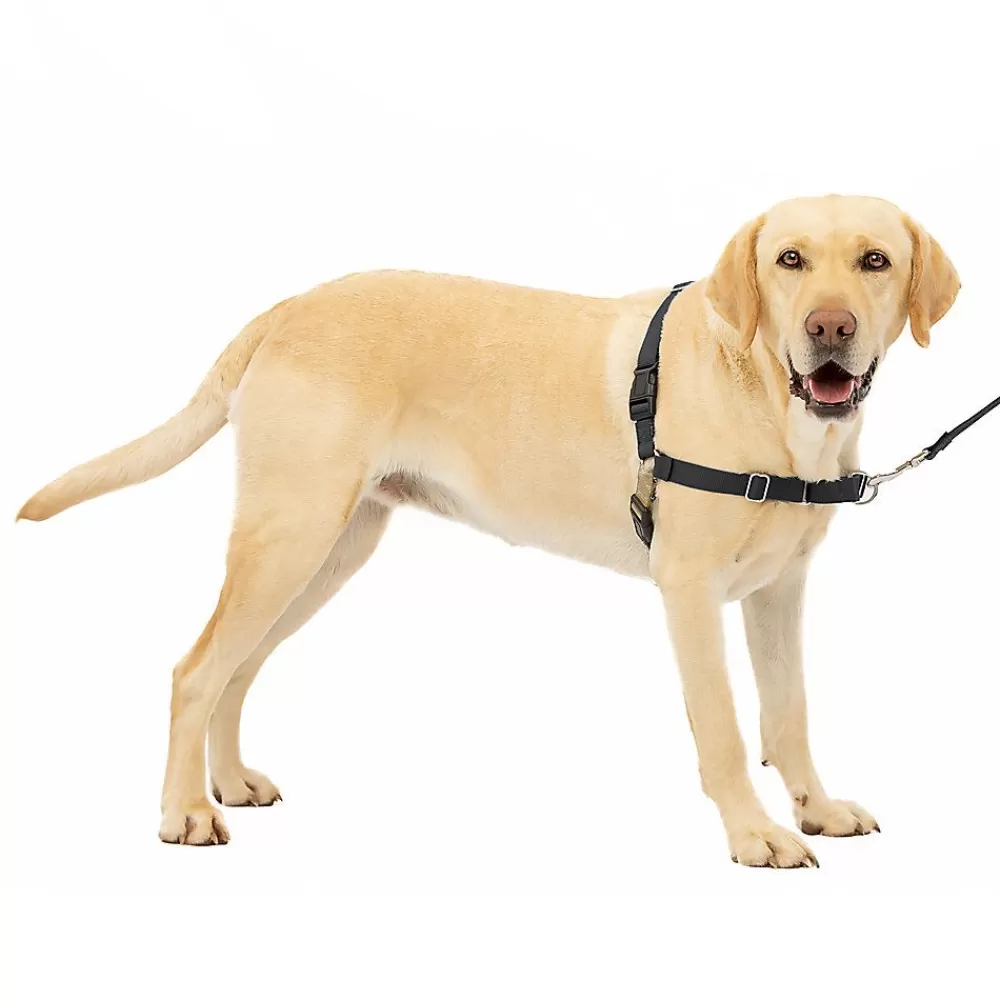 Collars, Harnesses & Leashes<PetSafe ® Easy Walk Dog Harness Black
