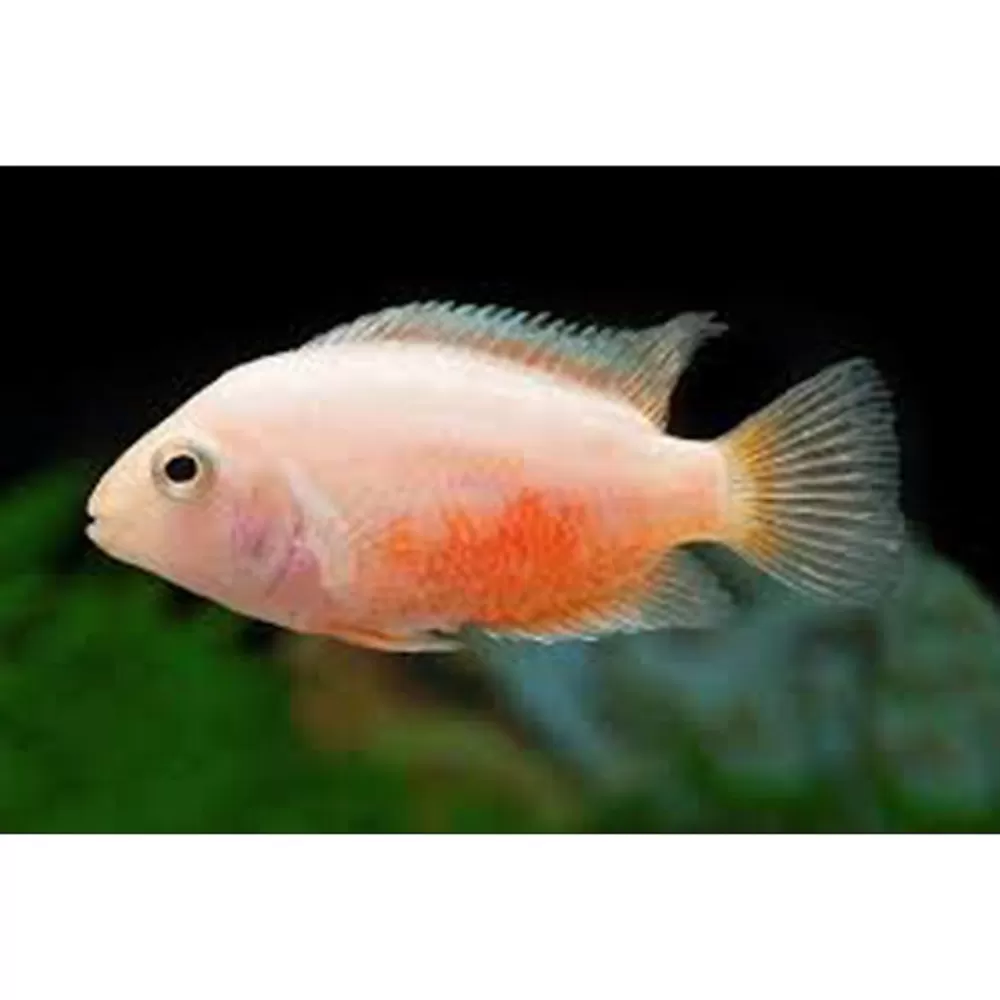 Live Fish<null Pink Convict Cichlid