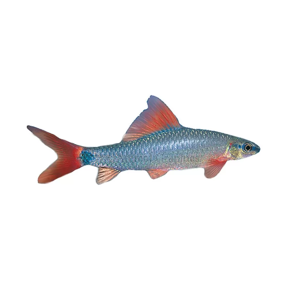 Live Fish<null Rainbow Shark