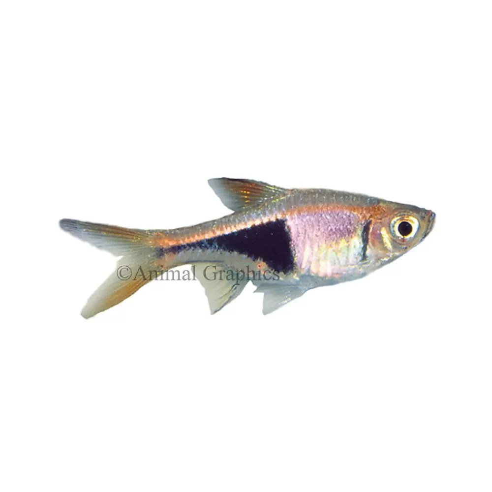 Live Fish<null Rasbora Heteromorpha