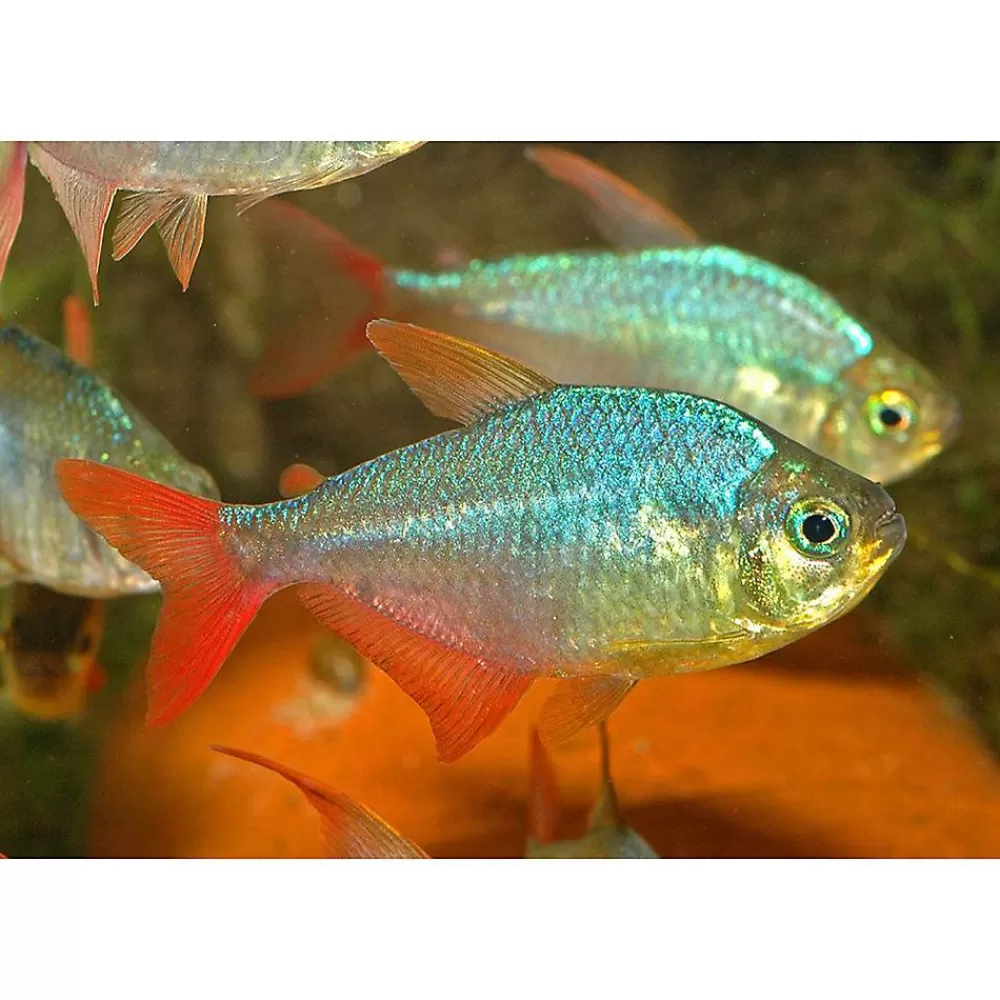 Live Fish<null Red And Blue Columbian Tetra