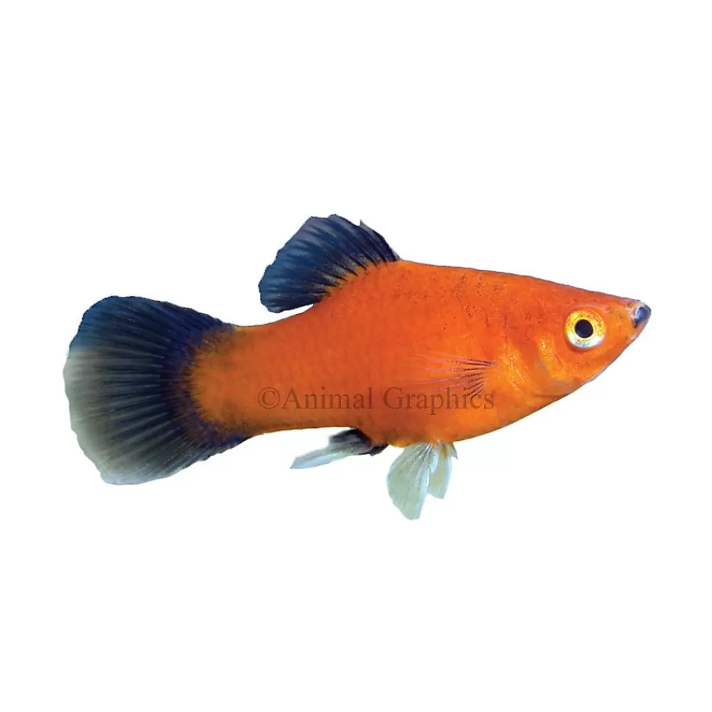 Live Fish<null Red Wag Platy