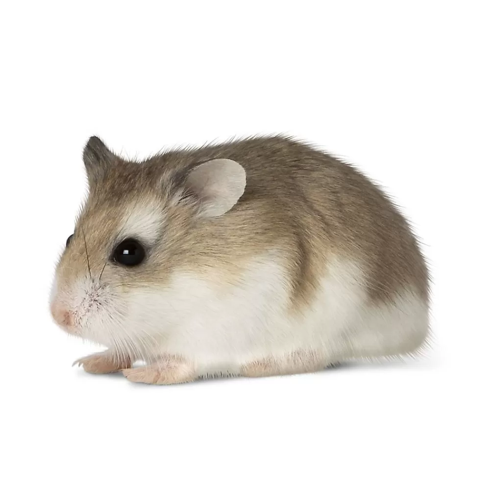Live Small Pet<null Roborovski Dwarf Hamster