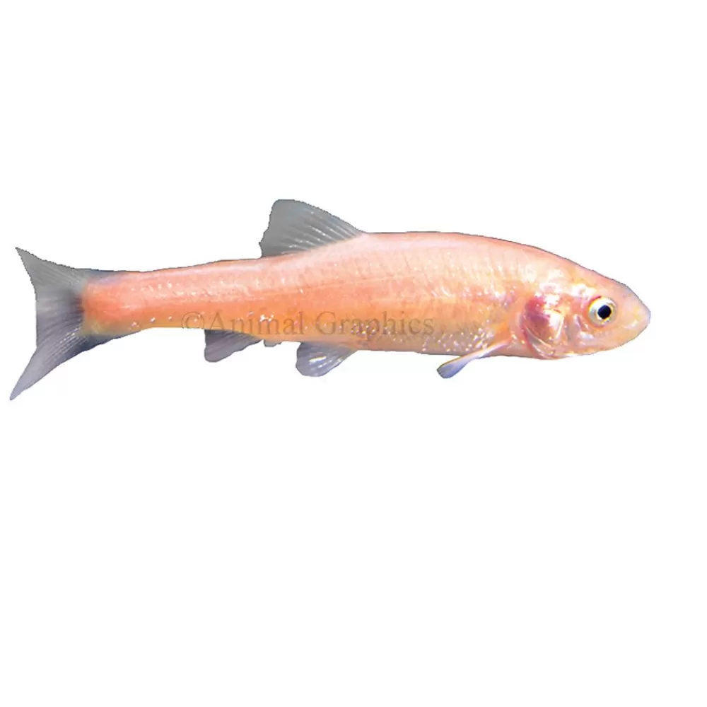 Live Fish<null Rosy Red Minnow