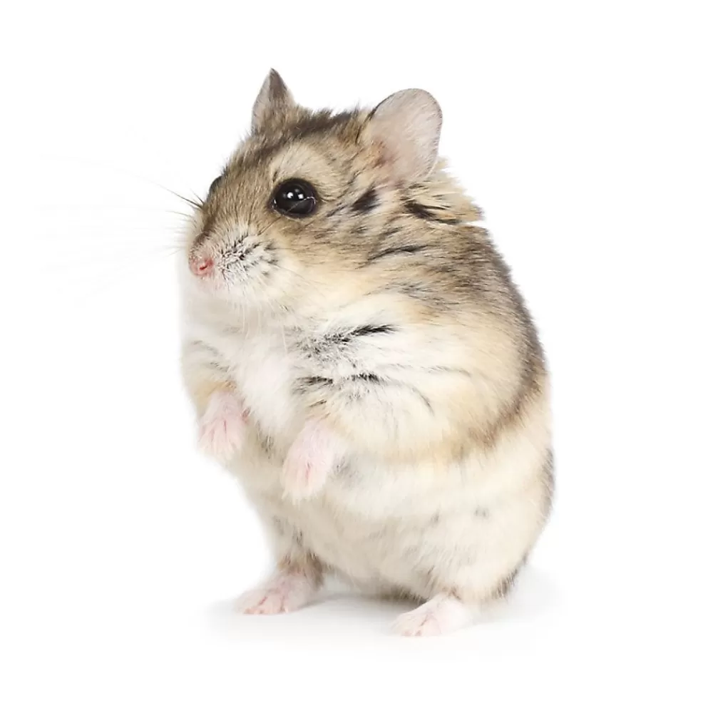 Live Small Pet<null Russian Dwarf Hamster