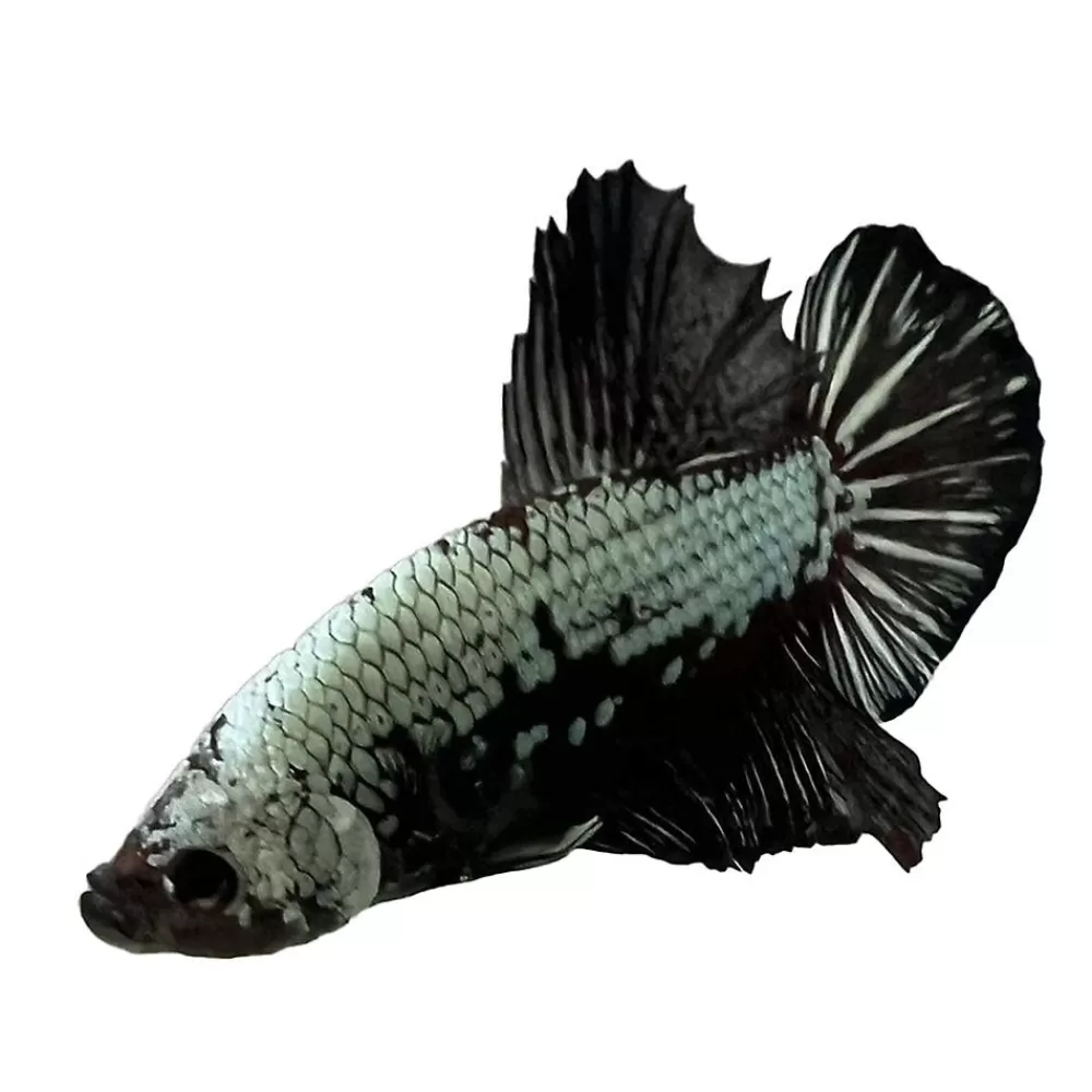 Live Fish<null Samurai Male Betta