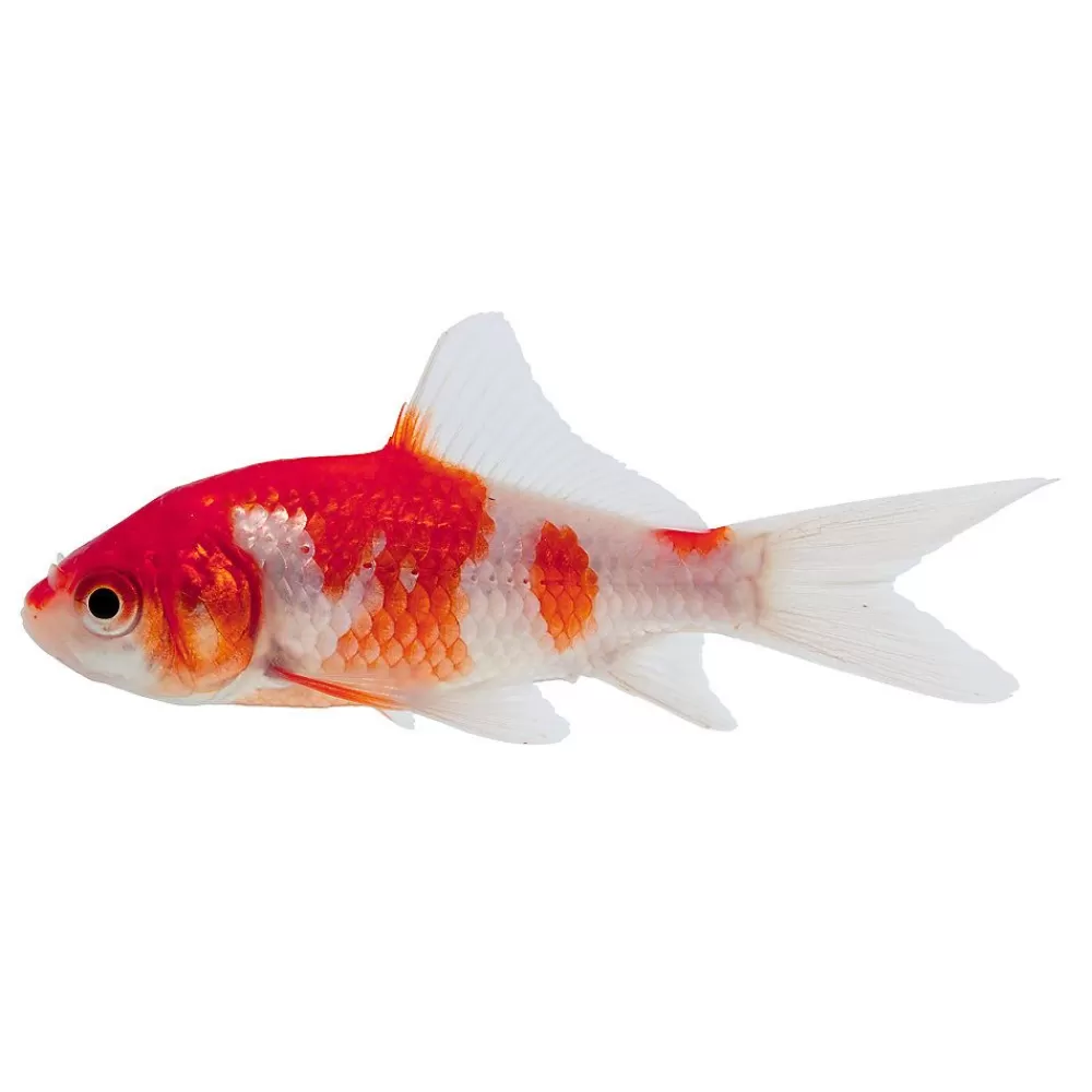 Live Fish<null Sarasa Comet Goldfish