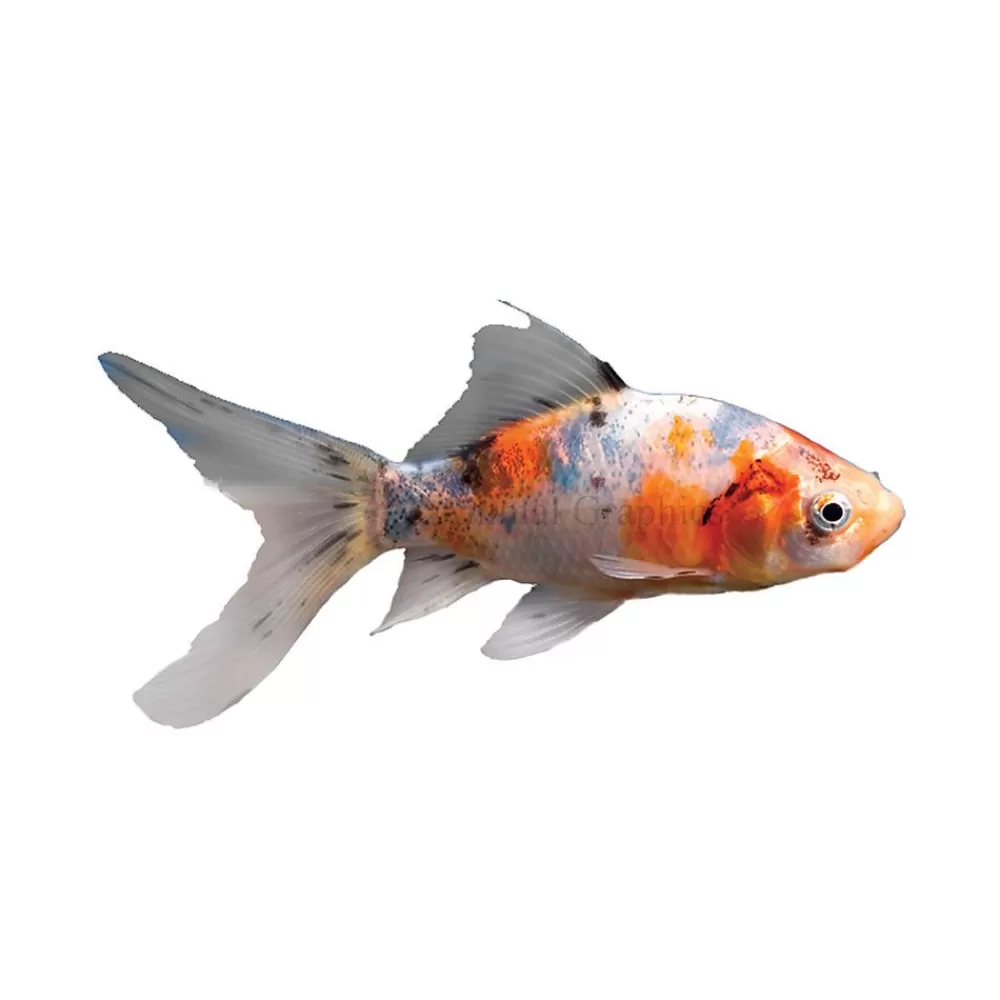 Live Fish<null Shubunkin Goldfish