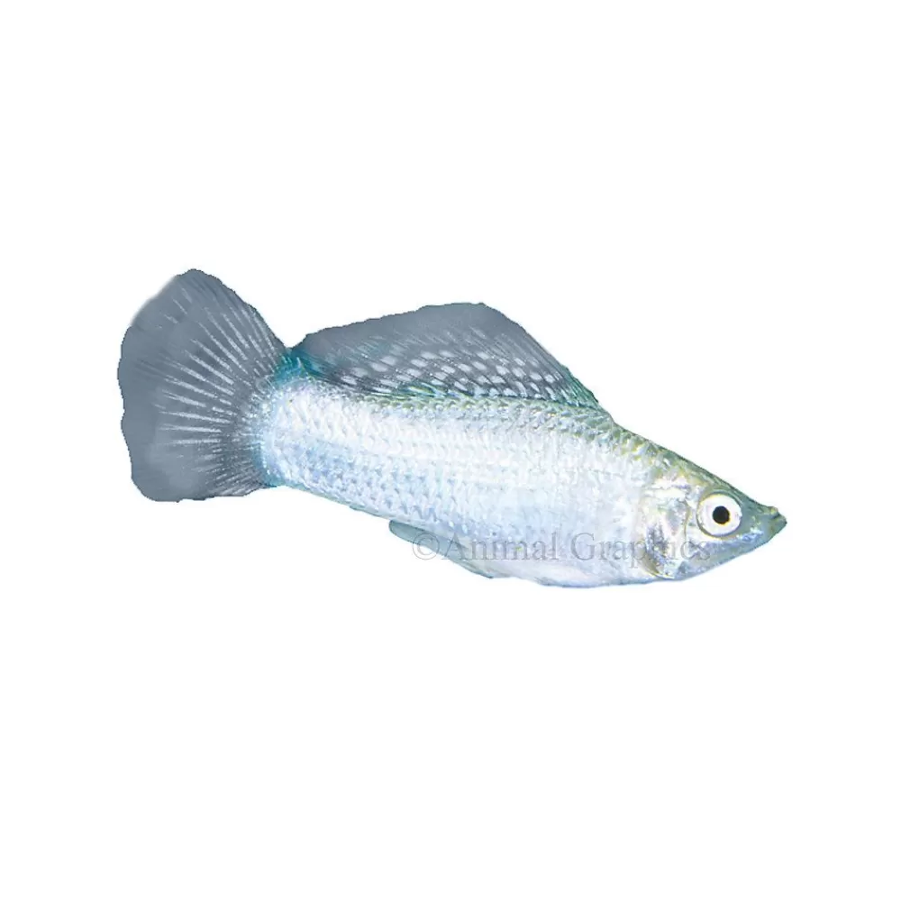 Live Fish<null Silver Molly