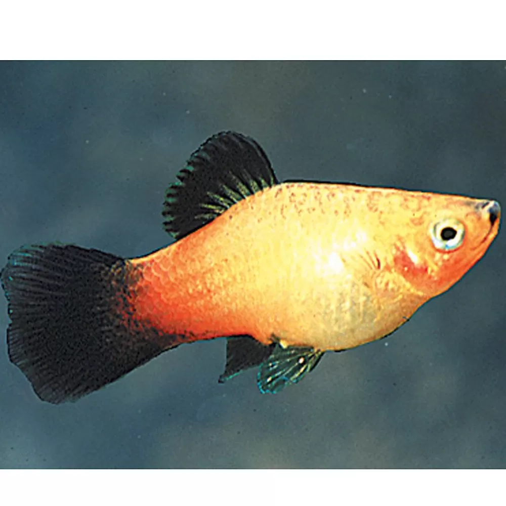 Live Fish<null Sunburst Wag Platy