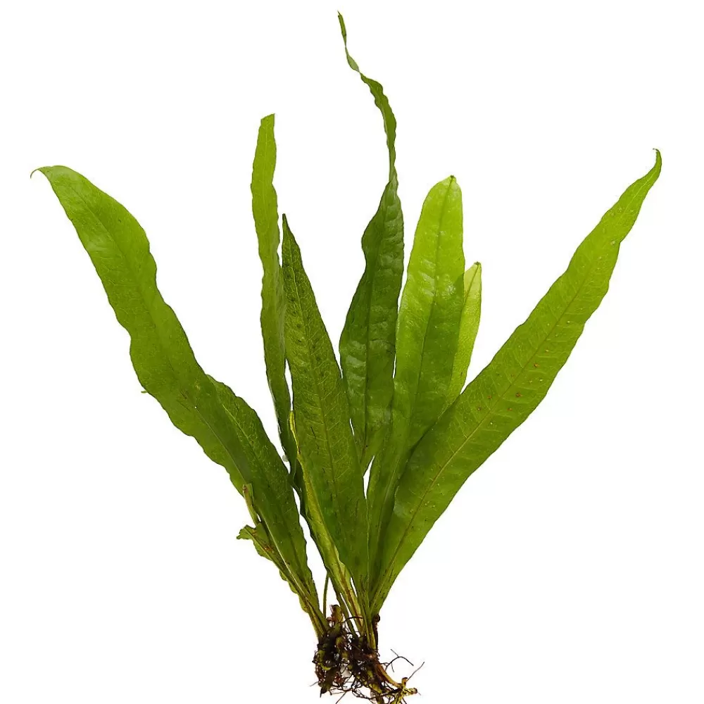 Live Fish<null Top Fin® Malaysian Red Aquatic Plant - 8"