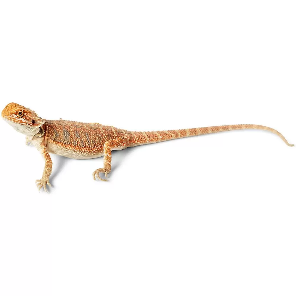 Live Reptiles<null Very Red Bearded Dragon