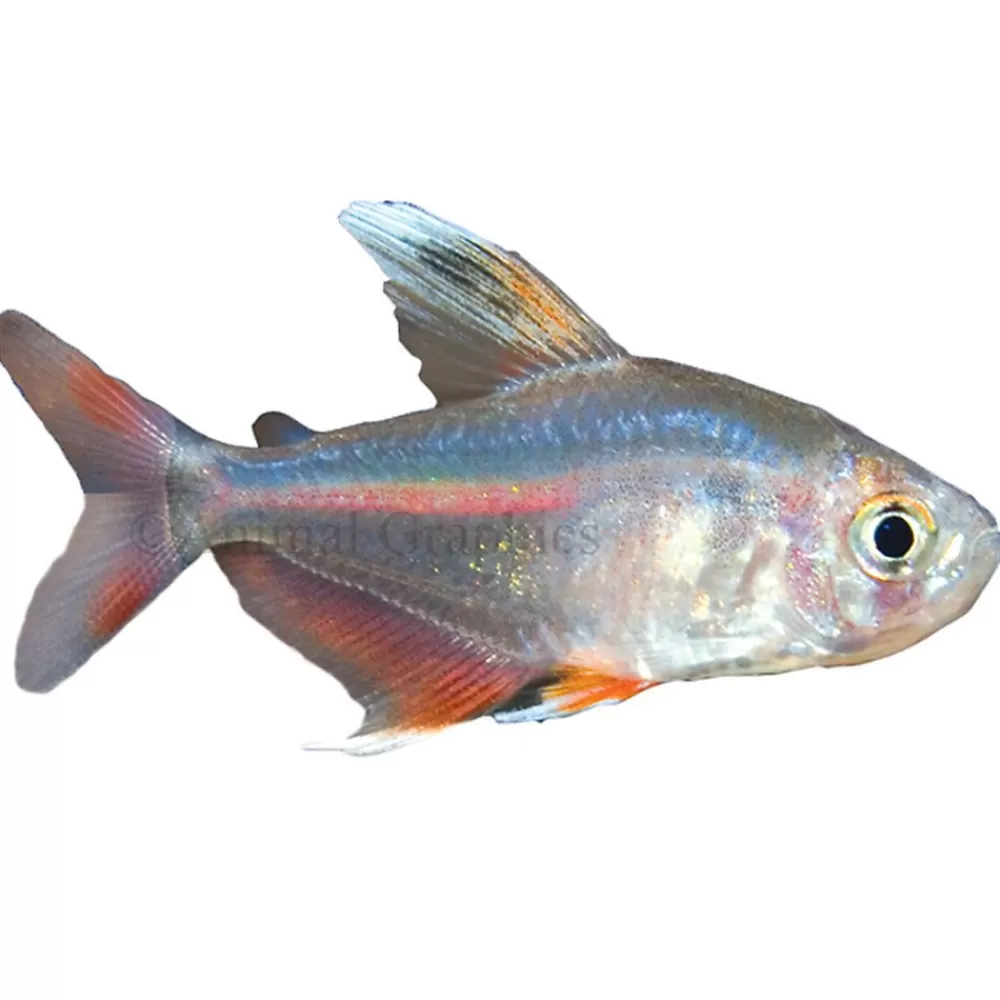 Live Fish<null White-Finned Rosy Tetra