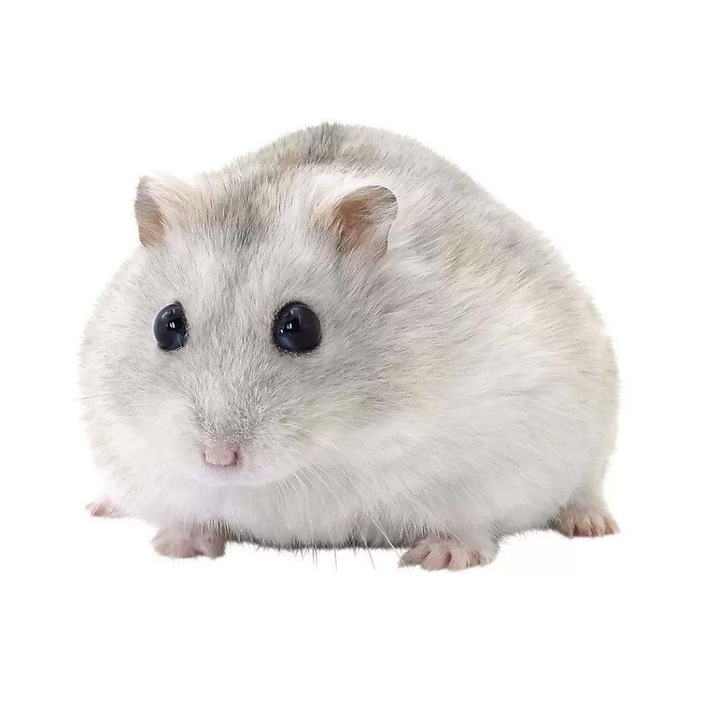 Live Small Pet<null Winter White Hamster